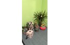 Property photo 231 - TIMED ONLINE ONLY PERSONAL PROPERTY AUCTION IN ALLEN COUNTY, INDIANA