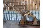 Property photo 76 - TIMED ONLINE ONLY PERSONAL PROPERTY AUCTION IN WOOD COUNTY, OH