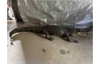 Property photo 81 - TIMED ONLINE ONLY PERSONAL PROPERTY AUCTION IN WOOD COUNTY, OH
