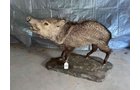 Property photo 90 - TIMED ONLINE ONLY PERSONAL PROPERTY AUCTION IN WOOD COUNTY, OH