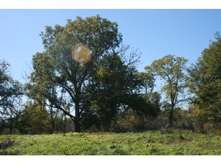 Property photo 35 - LAND AUCTION - 77+/- ACRES OFFERED IN 3 TRACTS IN NOBLE COUNTY, INDIANA