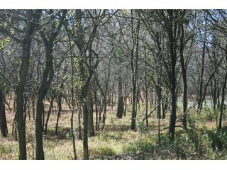 Property photo 38 - LAND AUCTION - 77+/- ACRES OFFERED IN 3 TRACTS IN NOBLE COUNTY, INDIANA