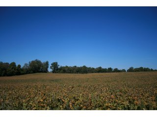 Property photo 41 - LAND AUCTION - 77+/- ACRES OFFERED IN 3 TRACTS IN NOBLE COUNTY, INDIANA