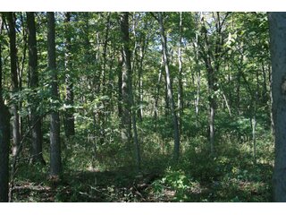 Property photo 25 - LAND AUCTION - 77+/- ACRES OFFERED IN 3 TRACTS IN NOBLE COUNTY, INDIANA