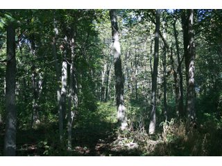 Property photo 26 - LAND AUCTION - 77+/- ACRES OFFERED IN 3 TRACTS IN NOBLE COUNTY, INDIANA