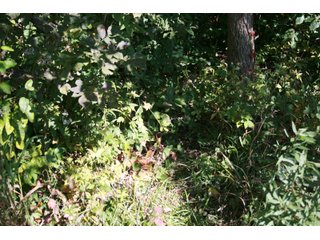 Property photo 27 - LAND AUCTION - 77+/- ACRES OFFERED IN 3 TRACTS IN NOBLE COUNTY, INDIANA