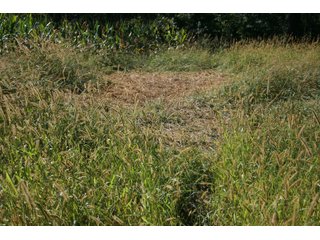 Property photo 28 - LAND AUCTION - 77+/- ACRES OFFERED IN 3 TRACTS IN NOBLE COUNTY, INDIANA