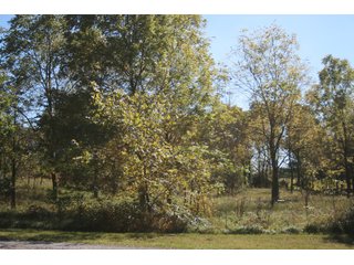 Property photo 29 - LAND AUCTION - 77+/- ACRES OFFERED IN 3 TRACTS IN NOBLE COUNTY, INDIANA