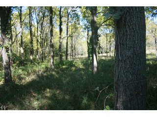 Property photo 30 - LAND AUCTION - 77+/- ACRES OFFERED IN 3 TRACTS IN NOBLE COUNTY, INDIANA
