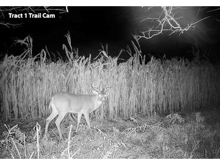 Property photo 1 - LAND AUCTION - 77+/- ACRES OFFERED IN 3 TRACTS IN NOBLE COUNTY, INDIANA