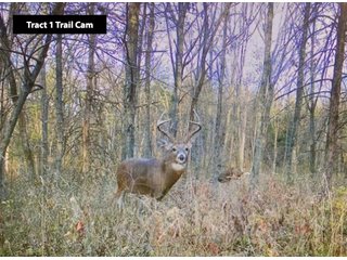 Property photo 3 - LAND AUCTION - 77+/- ACRES OFFERED IN 3 TRACTS IN NOBLE COUNTY, INDIANA