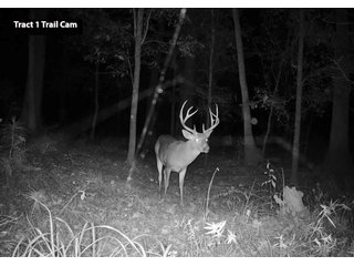 Property photo 4 - LAND AUCTION - 77+/- ACRES OFFERED IN 3 TRACTS IN NOBLE COUNTY, INDIANA