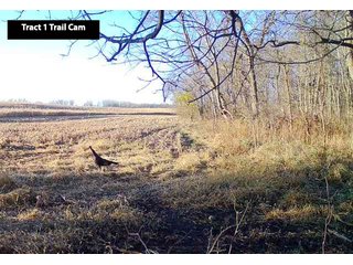 Property photo 7 - LAND AUCTION - 77+/- ACRES OFFERED IN 3 TRACTS IN NOBLE COUNTY, INDIANA