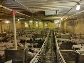 6,000 Nursery Pig Spaces
2.20+/- Acres
Deep Pit
Grower Contract in place - HOG FARM FOR SALE - NURSERY FACILITY - ADAMS COUNTY, IN