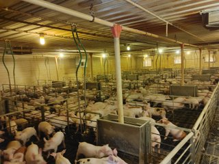 6,000 Nursery Pig Spaces
2.20+/- Acres
Deep Pit
Grower Contract in place - HOG FARM FOR SALE - NURSERY FACILITY - ADAMS COUNTY, IN
