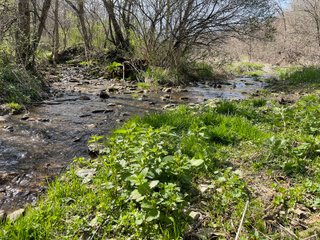 This 32+/- acre piece of timber sits in the middle of an area known for quality whitetail deer hunting. With both south and north facing hillsides spanning the property and a flat, open creek bottom, there are numerous locations for box blinds with great visibility. There are well defined deer trails throughout the property along with UTV access. The 4.97+/- acres of CRP that lays in the bottom of the valley provide income while at the same time creating wildlife habitat. This is also the perfect spot for future food plots. An easement through the farm off of Kittoe Lane gains access to this newly sectioned parcel. - REAL ESTATE FOR SALE - 32+/- ACRES - GRANT COUNTY, WI