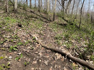 This 32+/- acre piece of timber sits in the middle of an area known for quality whitetail deer hunting. With both south and north facing hillsides spanning the property and a flat, open creek bottom, there are numerous locations for box blinds with great visibility. There are well defined deer trails throughout the property along with UTV access. The 4.97+/- acres of CRP that lays in the bottom of the valley provide income while at the same time creating wildlife habitat. This is also the perfect spot for future food plots. An easement through the farm off of Kittoe Lane gains access to this newly sectioned parcel. - REAL ESTATE FOR SALE - 32+/- ACRES - GRANT COUNTY, WI