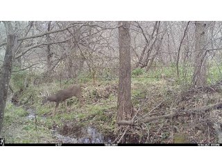 <LI>House is three bedroom, two bath, built in 1970s recently updated. Large two car garage, possible to finish basement. Has pellet and oil furnace. Septic is up to date. Well is 60ft -100ft depth, need to confirm.
<li>	Farm is located 5+/- miles from Lancaster WI. 38+/- miles to Dubuque Iowa.
<li>	Farm is currently setup as a goat dairy, milking 350 to 400 head. Farm is located next to good feed supplies and has approximately 7+/- acres of pasture. 
<li>	Buildings have many uses as storage, horse arena, converted to dairy or milk goats as the milk plant is in Lancaster. - REAL ESTATE FOR SALE 36.16+/- ACRES 