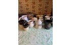 Property photo 405 - TIMED ONLINE ONLY PERSONAL PROPERTY AUCTION IN ALLEN COUNTY, INDIANA