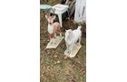Property photo 705 - TIMED ONLINE ONLY PERSONAL PROPERTY AUCTION IN ALLEN COUNTY, INDIANA