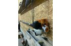 Property photo 230 - TIMED ONLINE ONLY PERSONAL PROPERTY AUCTION IN NOBLE COUNTY, INDIANA