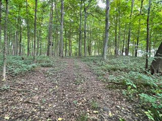 Property photo 29 - REAL ESTATE AUCTION 119 +/- ACRES OFFERED IN 5 TRACTS IN NOBLE COUNTY, INDIANA