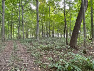 Property photo 31 - REAL ESTATE AUCTION 119 +/- ACRES OFFERED IN 5 TRACTS IN NOBLE COUNTY, INDIANA