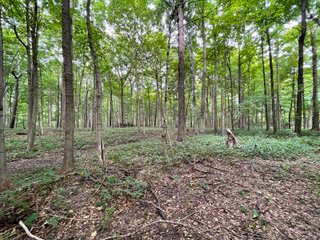 Property photo 33 - REAL ESTATE AUCTION 119 +/- ACRES OFFERED IN 5 TRACTS IN NOBLE COUNTY, INDIANA