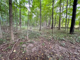 Property photo 35 - REAL ESTATE AUCTION 119 +/- ACRES OFFERED IN 5 TRACTS IN NOBLE COUNTY, INDIANA