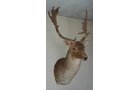 Property photo 42 - TIMED ONLINE ONLY PERSONAL PROPERTY AUCTION IN NOBLE COUNTY, INDIANA