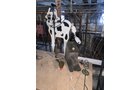 Property photo 455 - TIMED ONLINE ONLY PERSONAL PROPERTY AUCTION IN ALLEN COUNTY, INDIANA