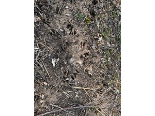 Property photo 29 - LAND AUCTION - 20+/- ACRES OFFERED IN 1 TRACT IN NOBLE COUNTY, INDIANA