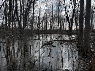 Property photo 31 - LAND AUCTION - 20+/- ACRES OFFERED IN 1 TRACT IN NOBLE COUNTY, INDIANA