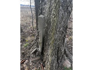 Property photo 32 - LAND AUCTION - 20+/- ACRES OFFERED IN 1 TRACT IN NOBLE COUNTY, INDIANA
