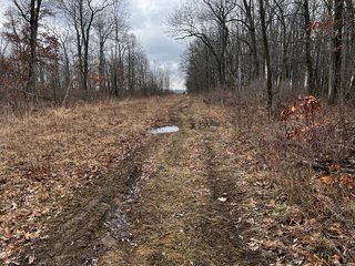 Property photo 45 - TILLABLE AND RECREATIONAL LAND AUCTION - 238.5+/- ACRES OFFERED IN 5 TRACTS IN SHIAWASSEE COUNTY, MICHIGAN