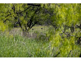 Property photo 36 - LAND AUCTION 727+/- ACRES OFFERED IN 12 TRACTS IN HILL COUNTY, TEXAS