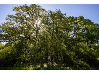 Property photo 38 - LAND AUCTION 727+/- ACRES OFFERED IN 12 TRACTS IN HILL COUNTY, TEXAS