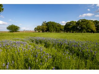 Property photo 16 - LAND AUCTION 727+/- ACRES OFFERED IN 12 TRACTS IN HILL COUNTY, TEXAS