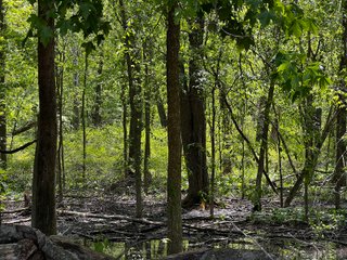Property photo 35 - LAND AUCTION - 502+/- ACRES OFFERED IN 13 TRACTS IN HILLSDALE COUNTY, MICHIGAN