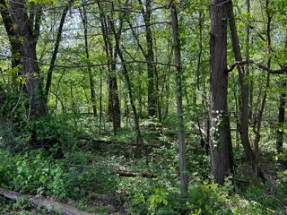 Property photo 36 - LAND AUCTION - 502+/- ACRES OFFERED IN 13 TRACTS IN HILLSDALE COUNTY, MICHIGAN