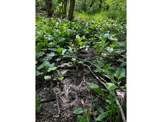 Property photo 37 - LAND AUCTION - 502+/- ACRES OFFERED IN 13 TRACTS IN HILLSDALE COUNTY, MICHIGAN