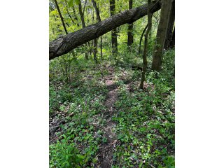 Property photo 38 - LAND AUCTION - 502+/- ACRES OFFERED IN 13 TRACTS IN HILLSDALE COUNTY, MICHIGAN
