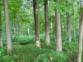 Property photo 38 - FARM LAND AUCTION 80+/- ACRES OFFERED IN 5 TRACTS IN ALLEN COUNTY, INDIANA