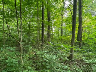 Property photo 37 - FARM LAND AUCTION 80+/- ACRES OFFERED IN 5 TRACTS IN ALLEN COUNTY, INDIANA