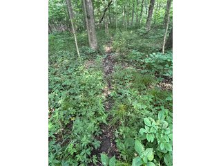 Property photo 36 - FARM LAND AUCTION 80+/- ACRES OFFERED IN 5 TRACTS IN ALLEN COUNTY, INDIANA
