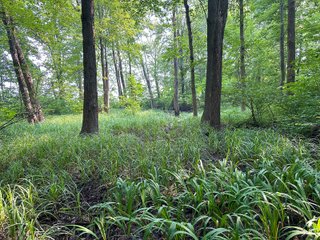 Property photo 34 - FARM LAND AUCTION 80+/- ACRES OFFERED IN 5 TRACTS IN ALLEN COUNTY, INDIANA
