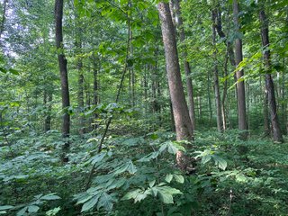Property photo 33 - FARM LAND AUCTION 80+/- ACRES OFFERED IN 5 TRACTS IN ALLEN COUNTY, INDIANA