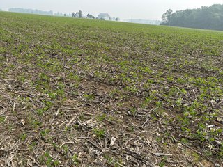 Property photo 21 - FARM LAND AUCTION 80+/- ACRES OFFERED IN 5 TRACTS IN ALLEN COUNTY, INDIANA