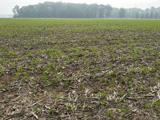 Property photo 22 - FARM LAND AUCTION 80+/- ACRES OFFERED IN 5 TRACTS IN ALLEN COUNTY, INDIANA