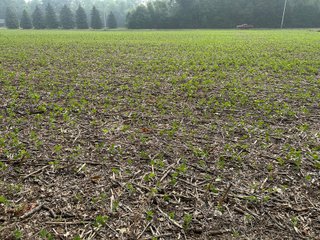 Property photo 48 - FARM LAND AUCTION 80+/- ACRES OFFERED IN 5 TRACTS IN ALLEN COUNTY, INDIANA